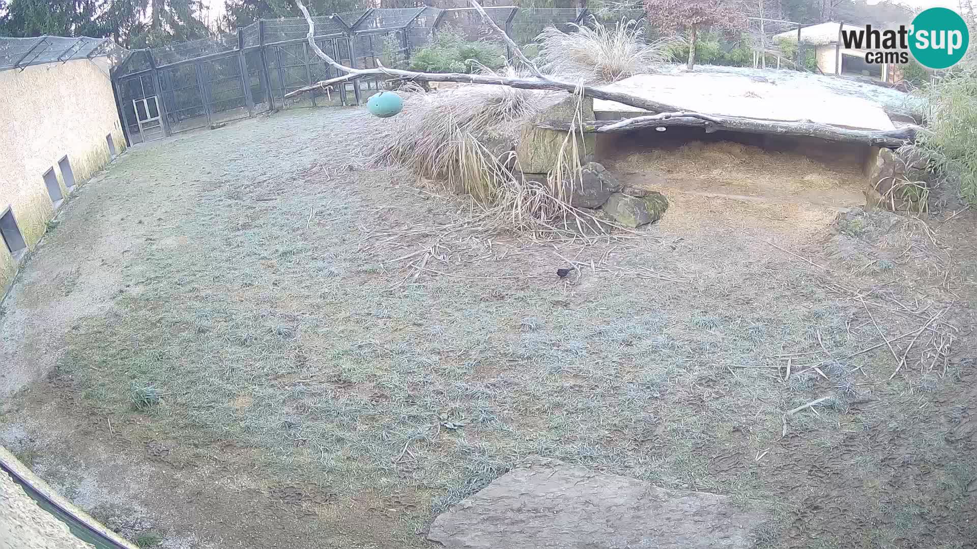 Löwe live Webcam im Zoo von Ljubljana – Slowenien