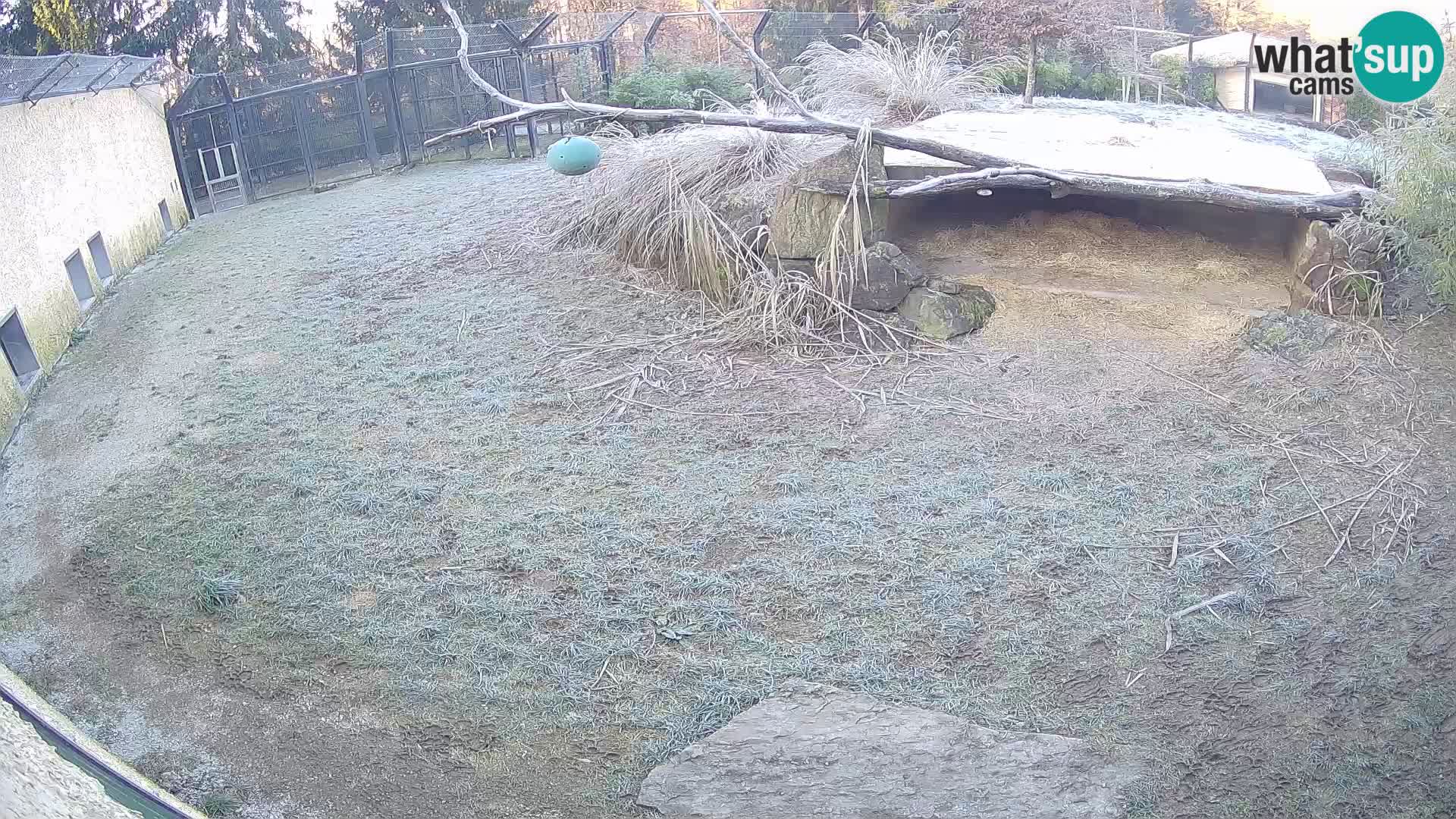 LEON Webcam en vivo en Ljubljana Zoo – Eslovenia