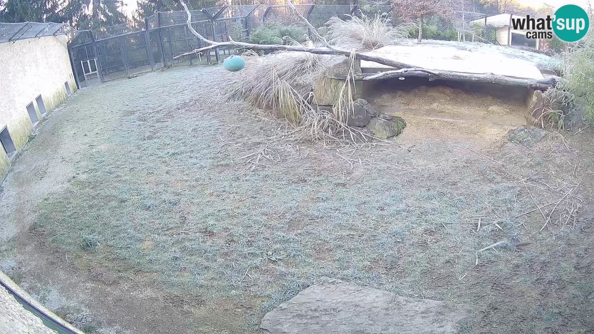 LEONE live Webcam nello zoo di Lubiana – Slovenia