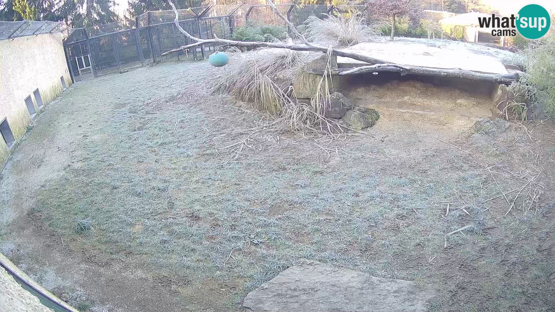 LEONE live Webcam nello zoo di Lubiana – Slovenia