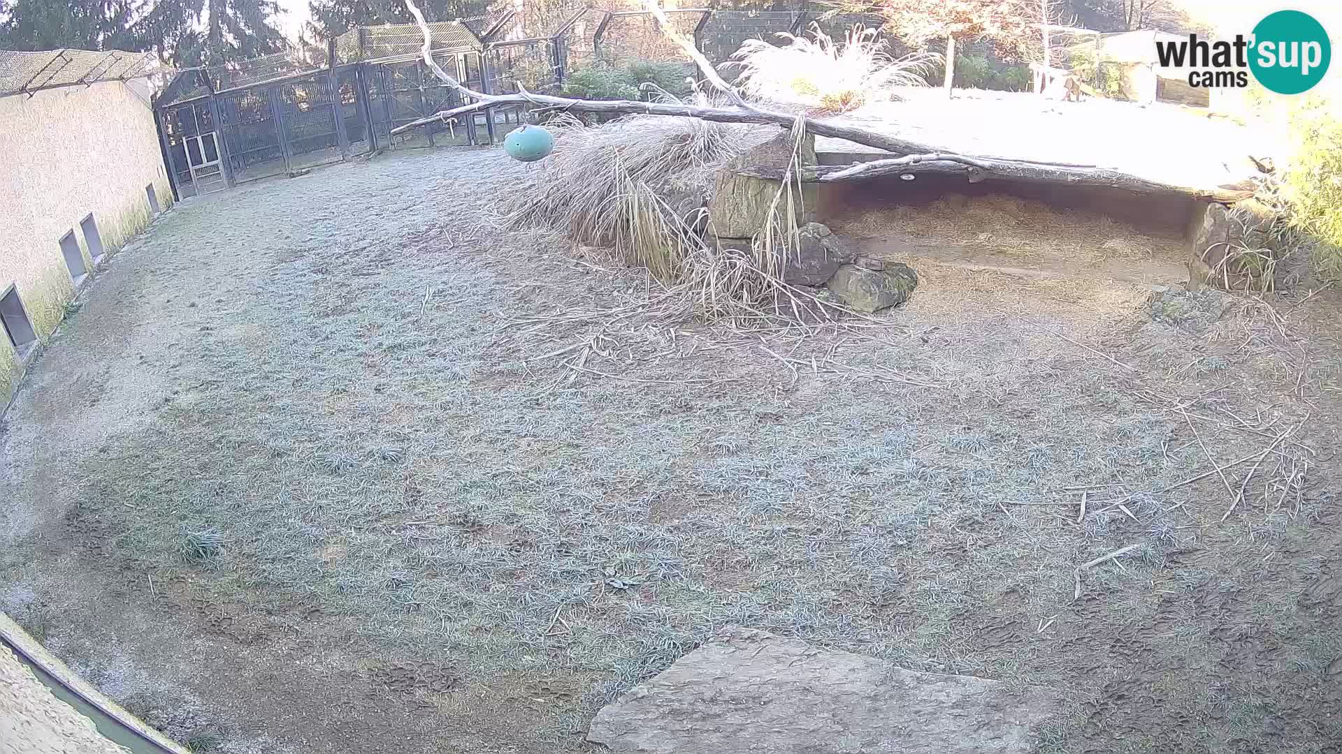 LEONE live Webcam nello zoo di Lubiana – Slovenia