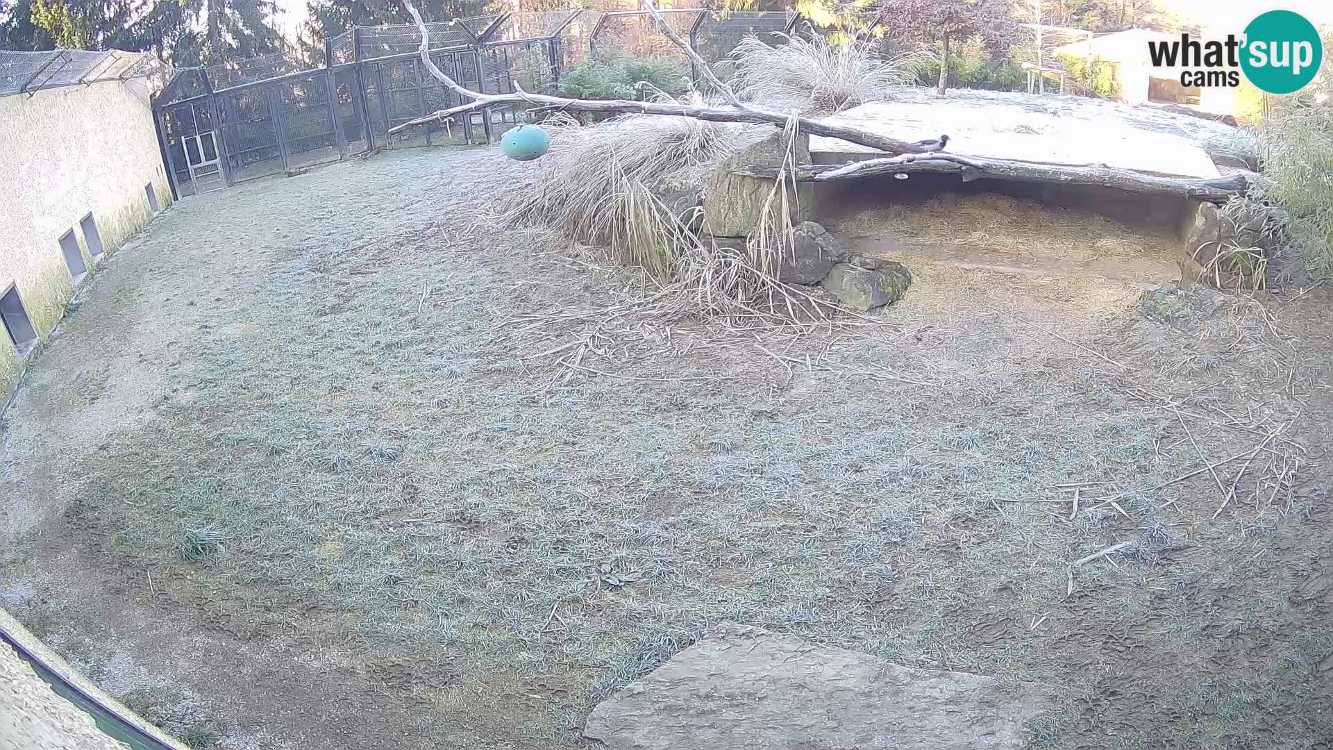 LEON Webcam en vivo en Ljubljana Zoo – Eslovenia