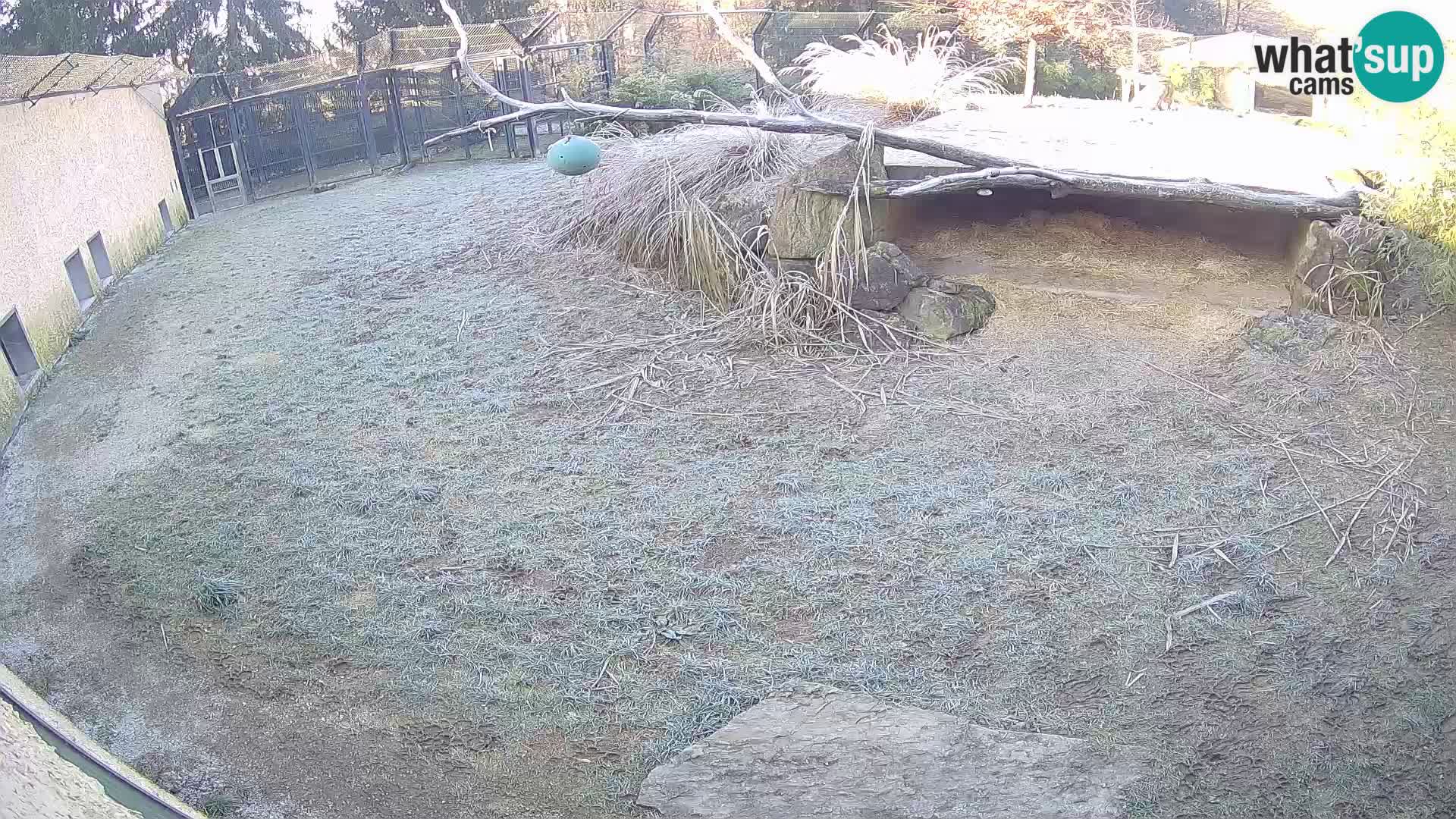 LION webcam en direct du zoo de Ljubljana – Slovénie