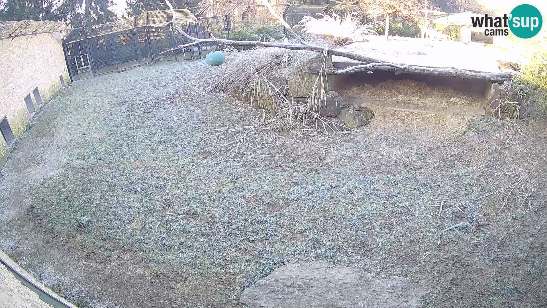 LION webcam en direct du zoo de Ljubljana – Slovénie