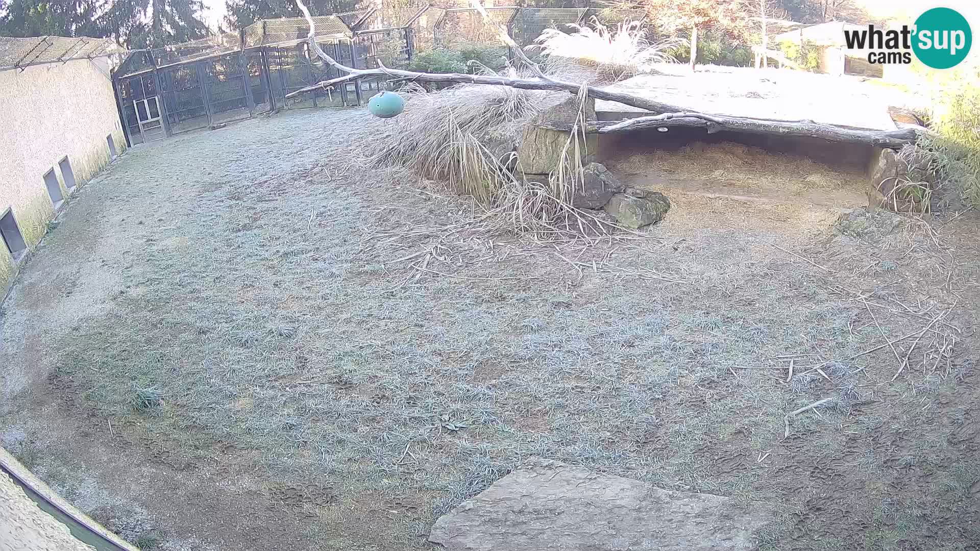 LION webcam en direct du zoo de Ljubljana – Slovénie