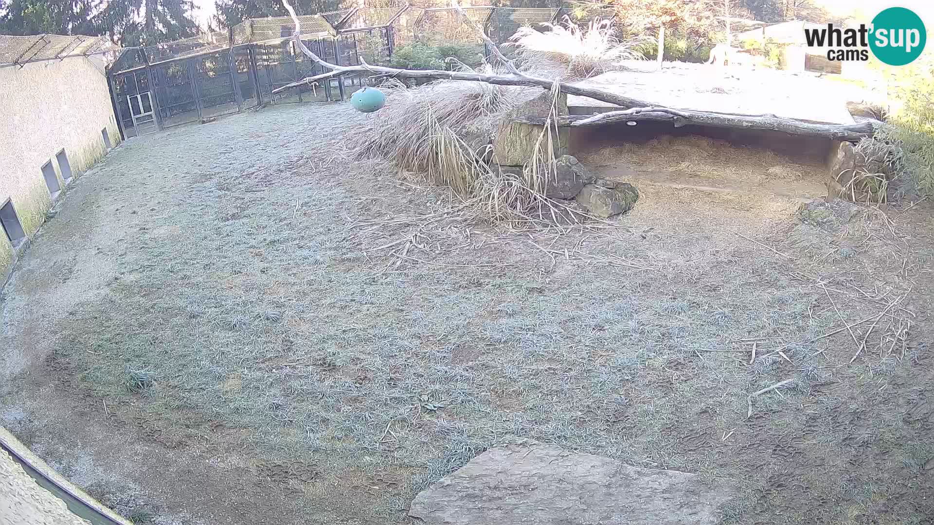 Löwe live Webcam im Zoo von Ljubljana – Slowenien