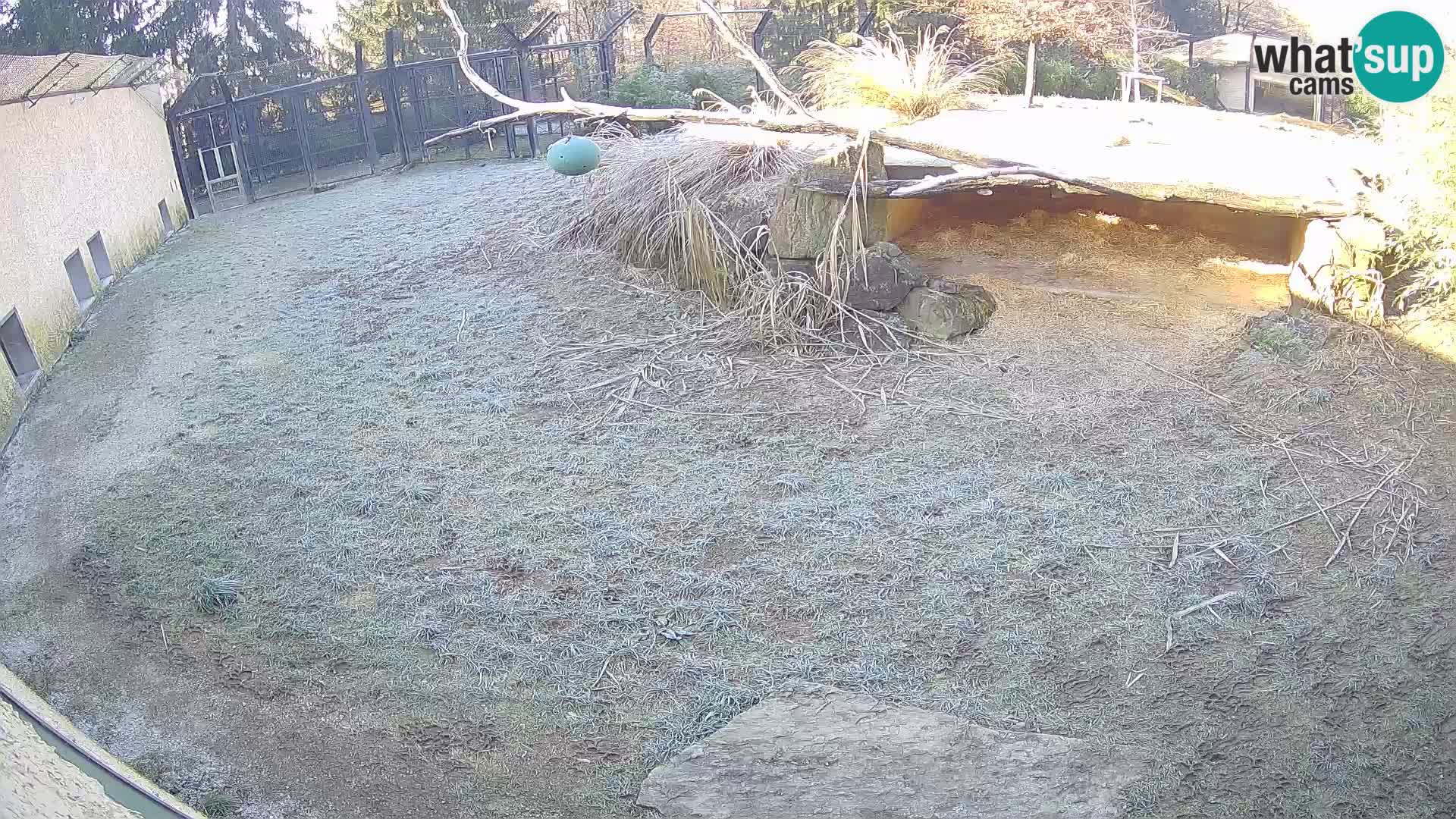 Löwe live Webcam im Zoo von Ljubljana – Slowenien