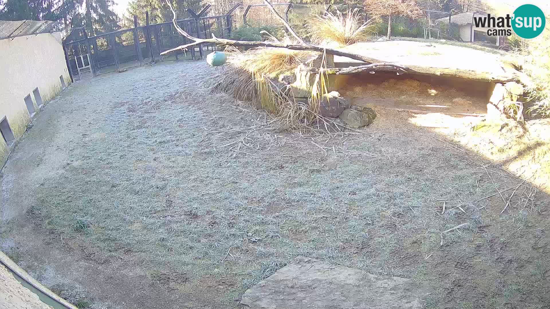 LEONE live Webcam nello zoo di Lubiana – Slovenia