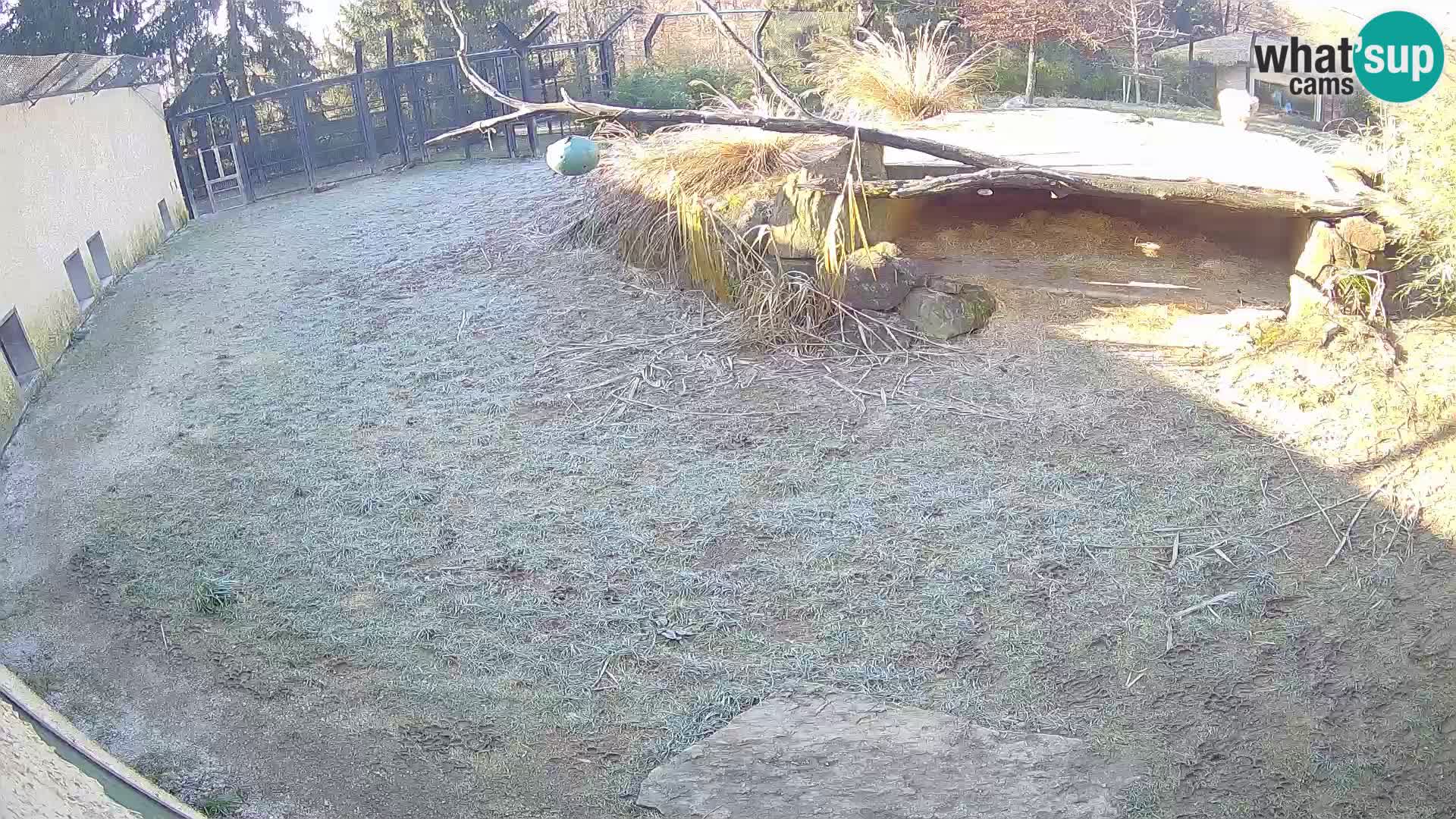 LEONE live Webcam nello zoo di Lubiana – Slovenia