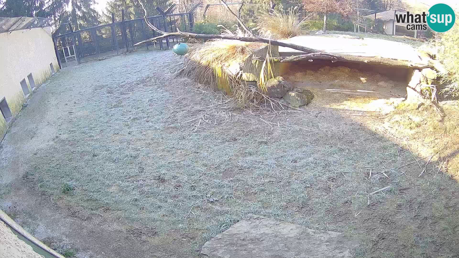 Löwe live Webcam im Zoo von Ljubljana – Slowenien