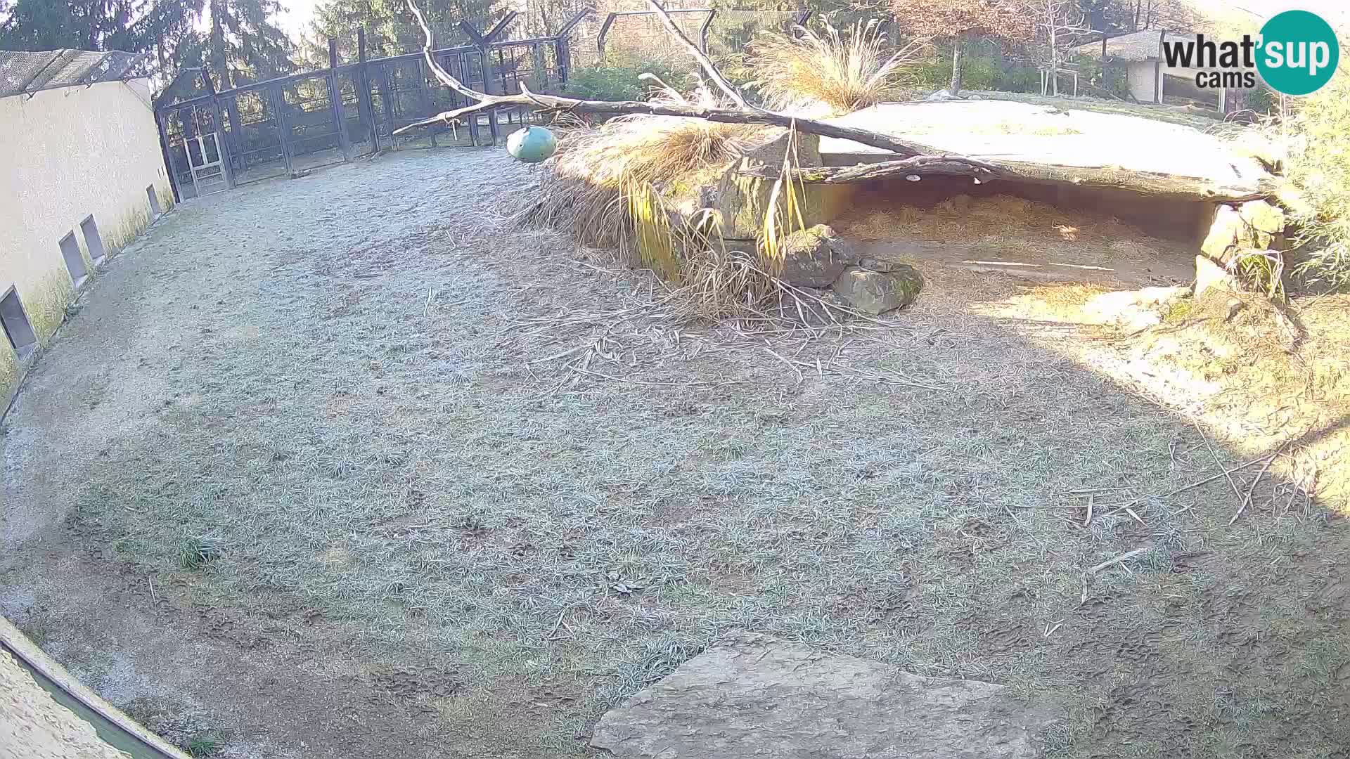 Löwe live Webcam im Zoo von Ljubljana – Slowenien