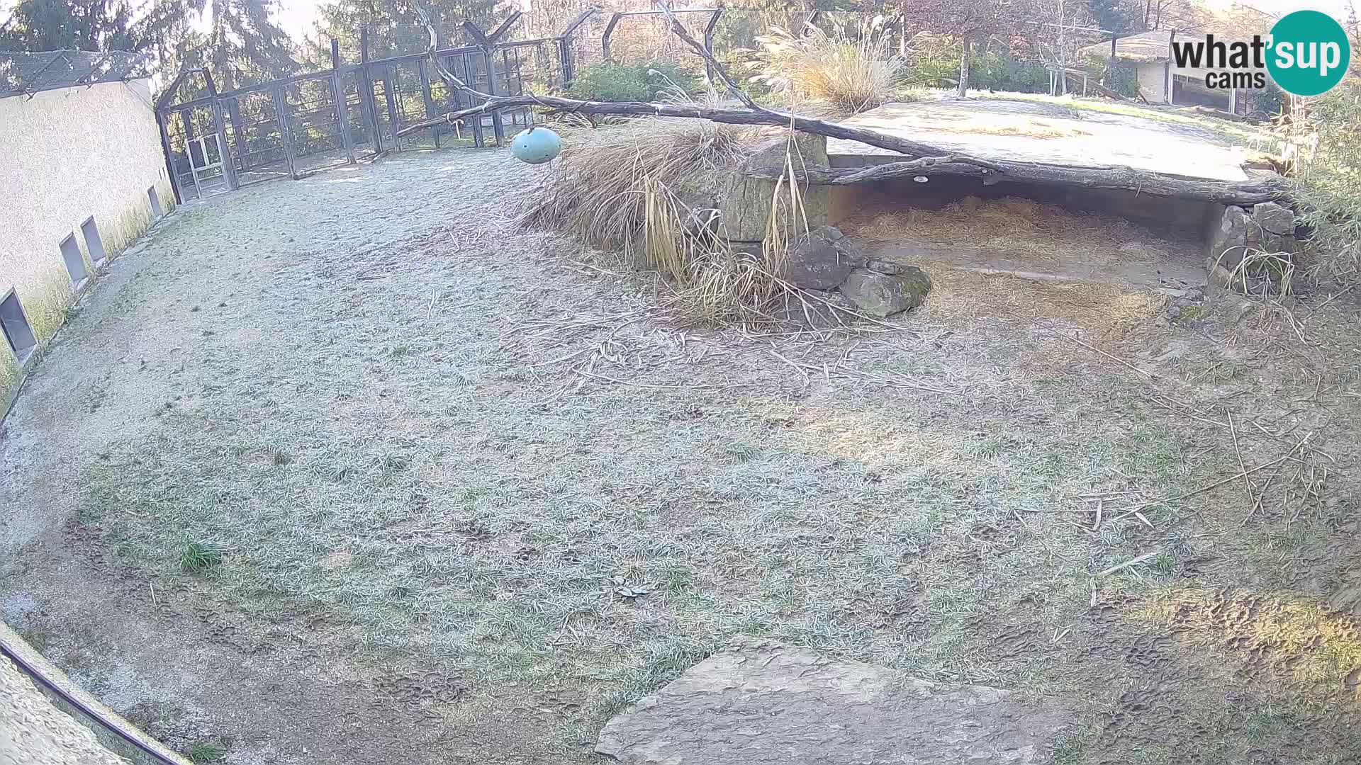 LION live Webcam in Ljubljana Zoo – Slovenia