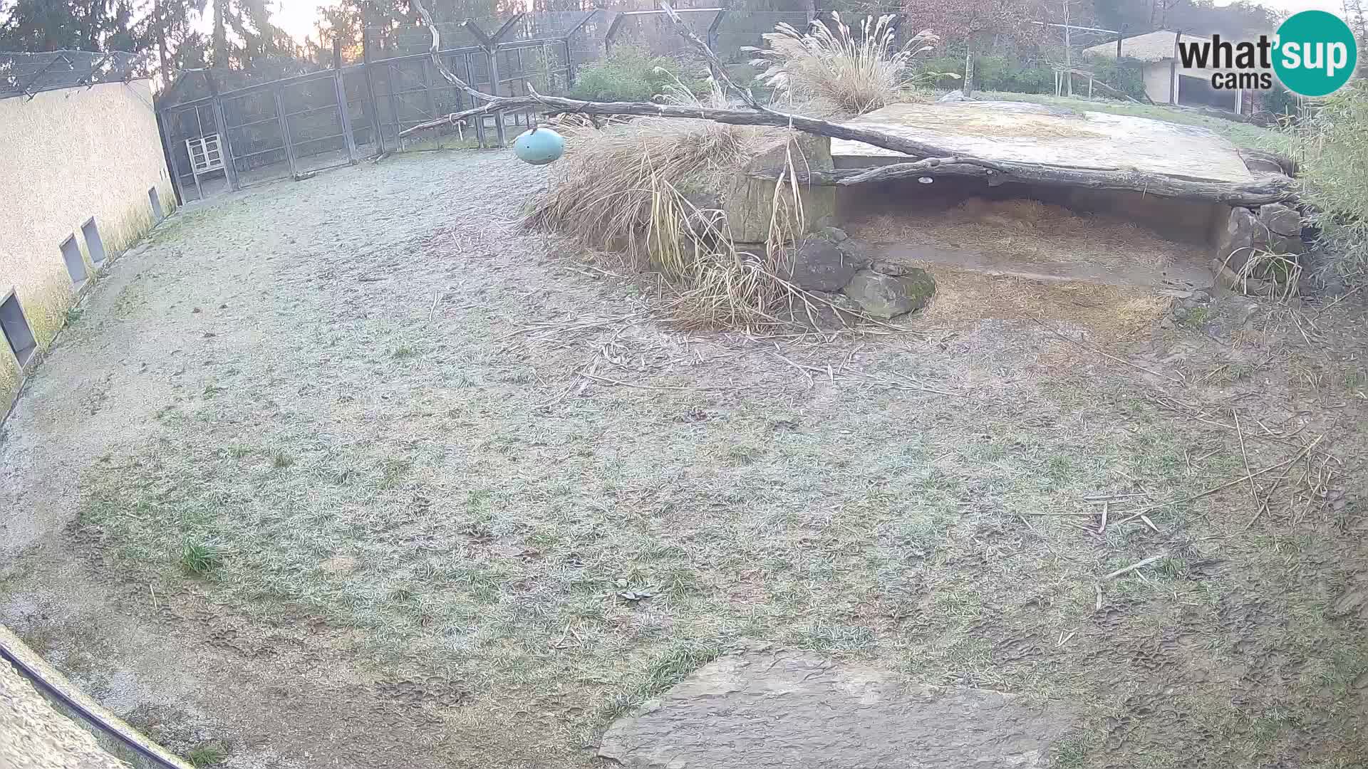 LEVI spletna kamera v živalskem vrtu Ljubljana Zoo