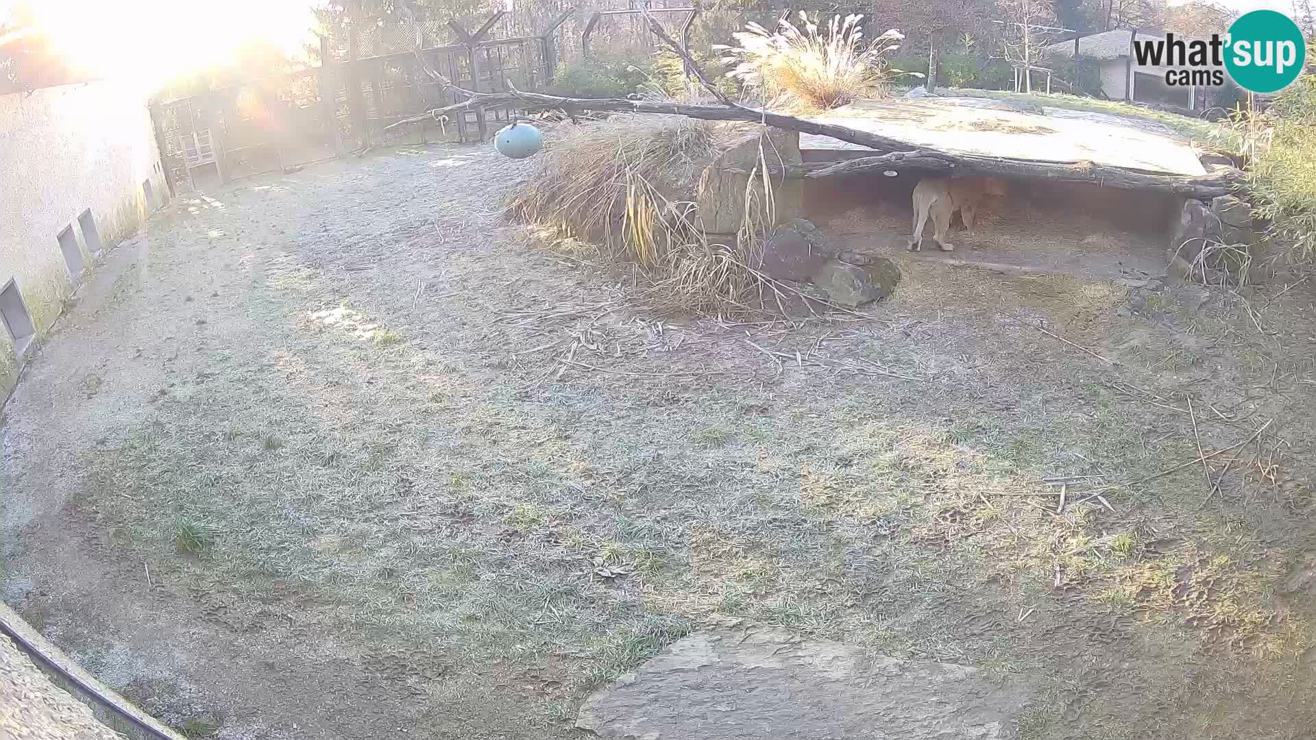 LION webcam en direct du zoo de Ljubljana – Slovénie