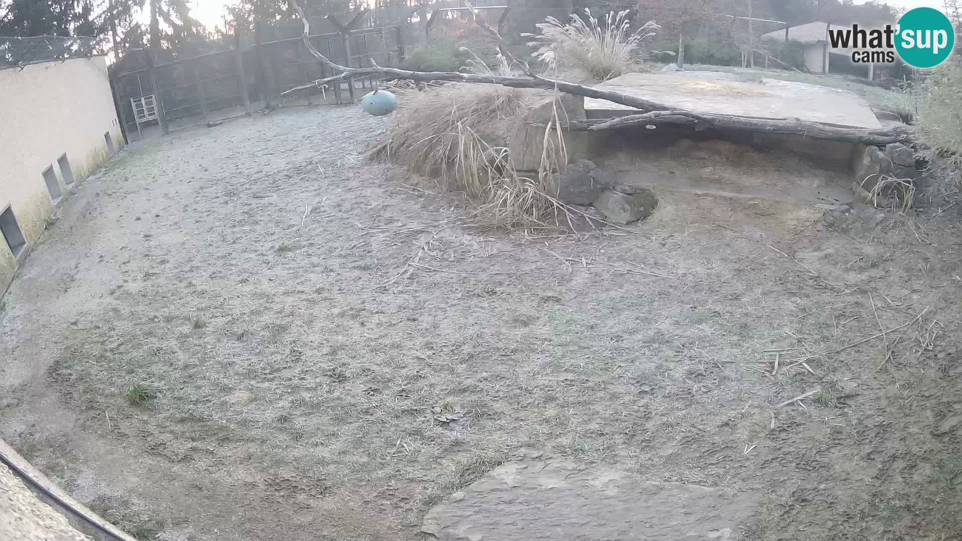 Löwe live Webcam im Zoo von Ljubljana – Slowenien