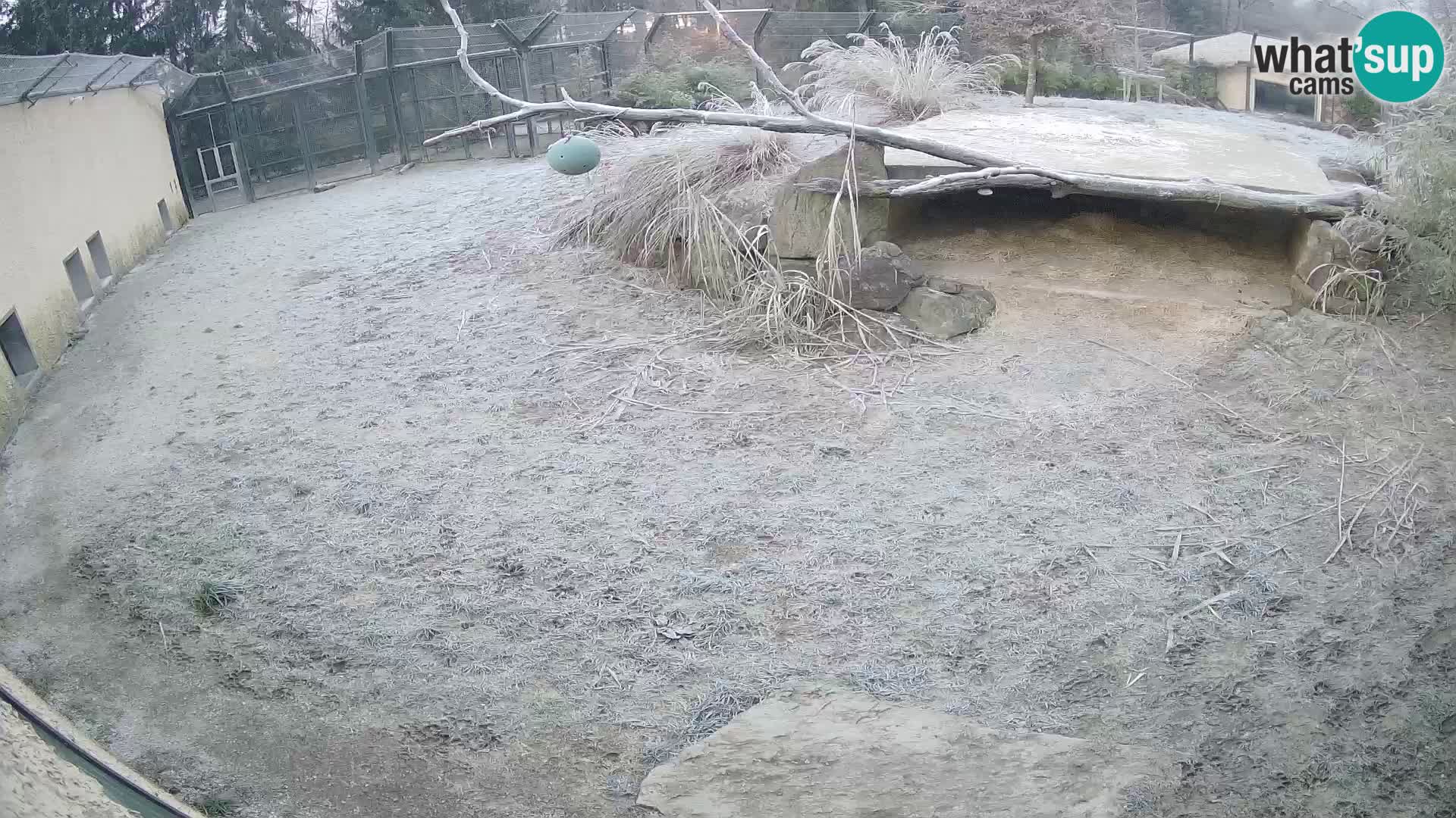 LEONE live Webcam nello zoo di Lubiana – Slovenia