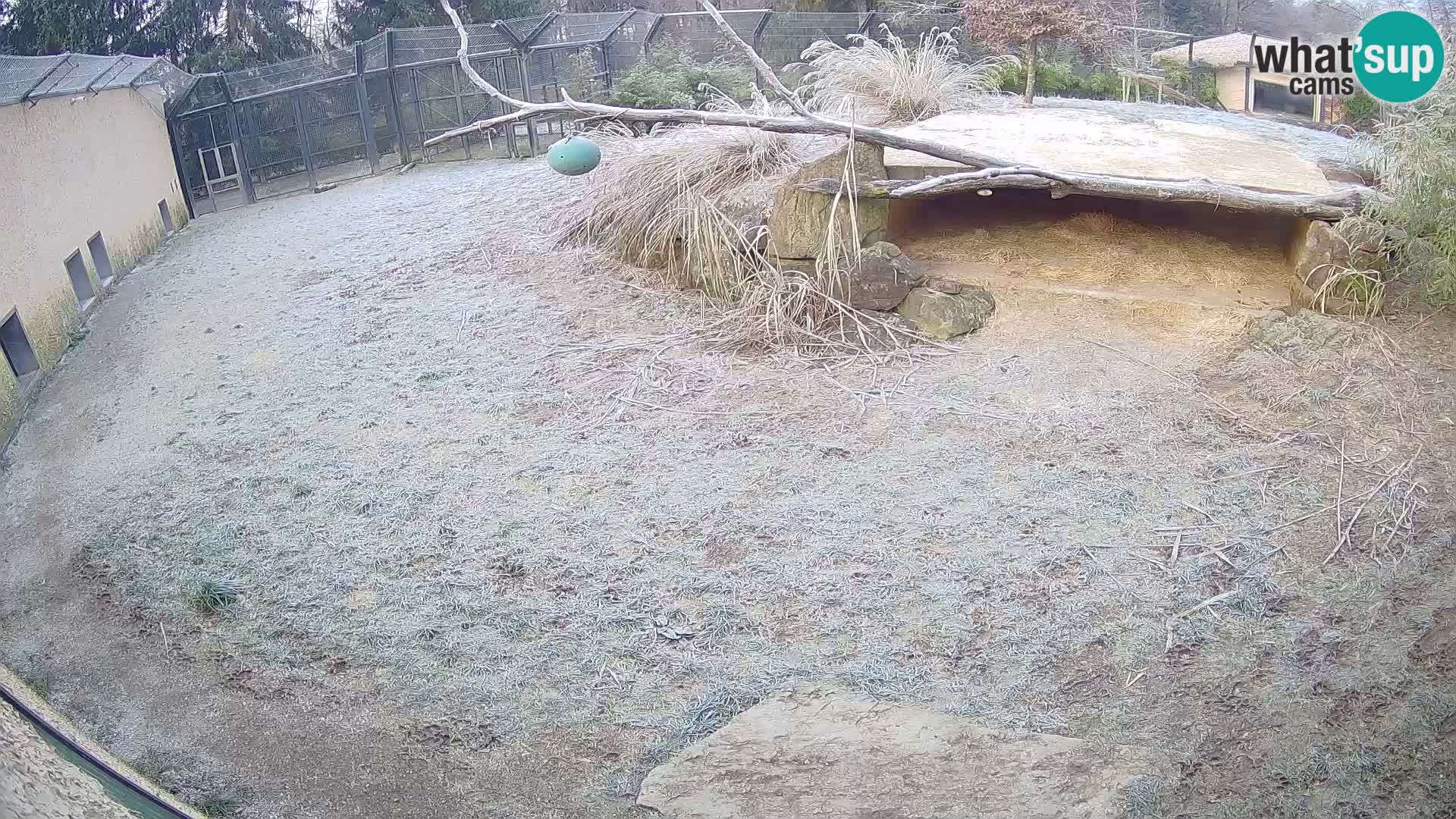 Löwe live Webcam im Zoo von Ljubljana – Slowenien