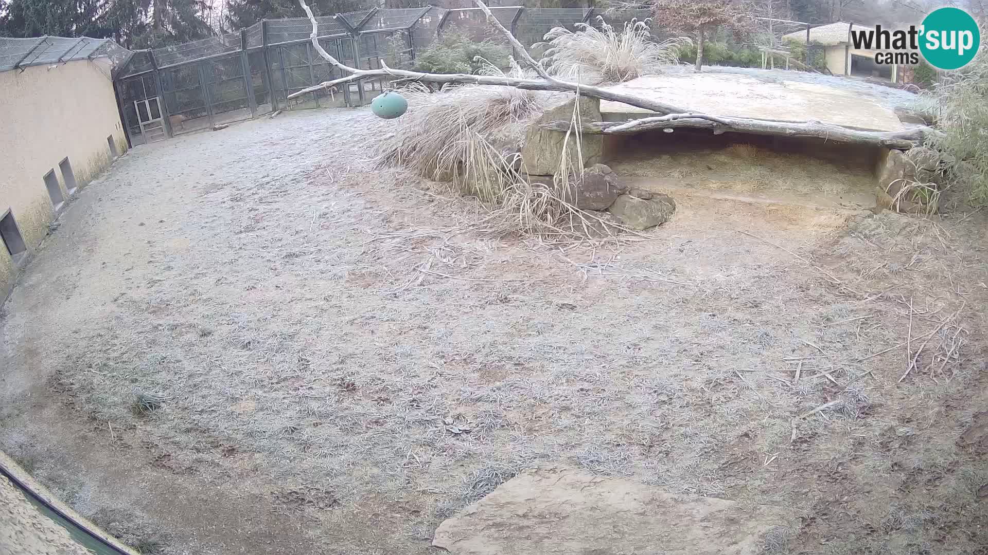 Löwe live Webcam im Zoo von Ljubljana – Slowenien