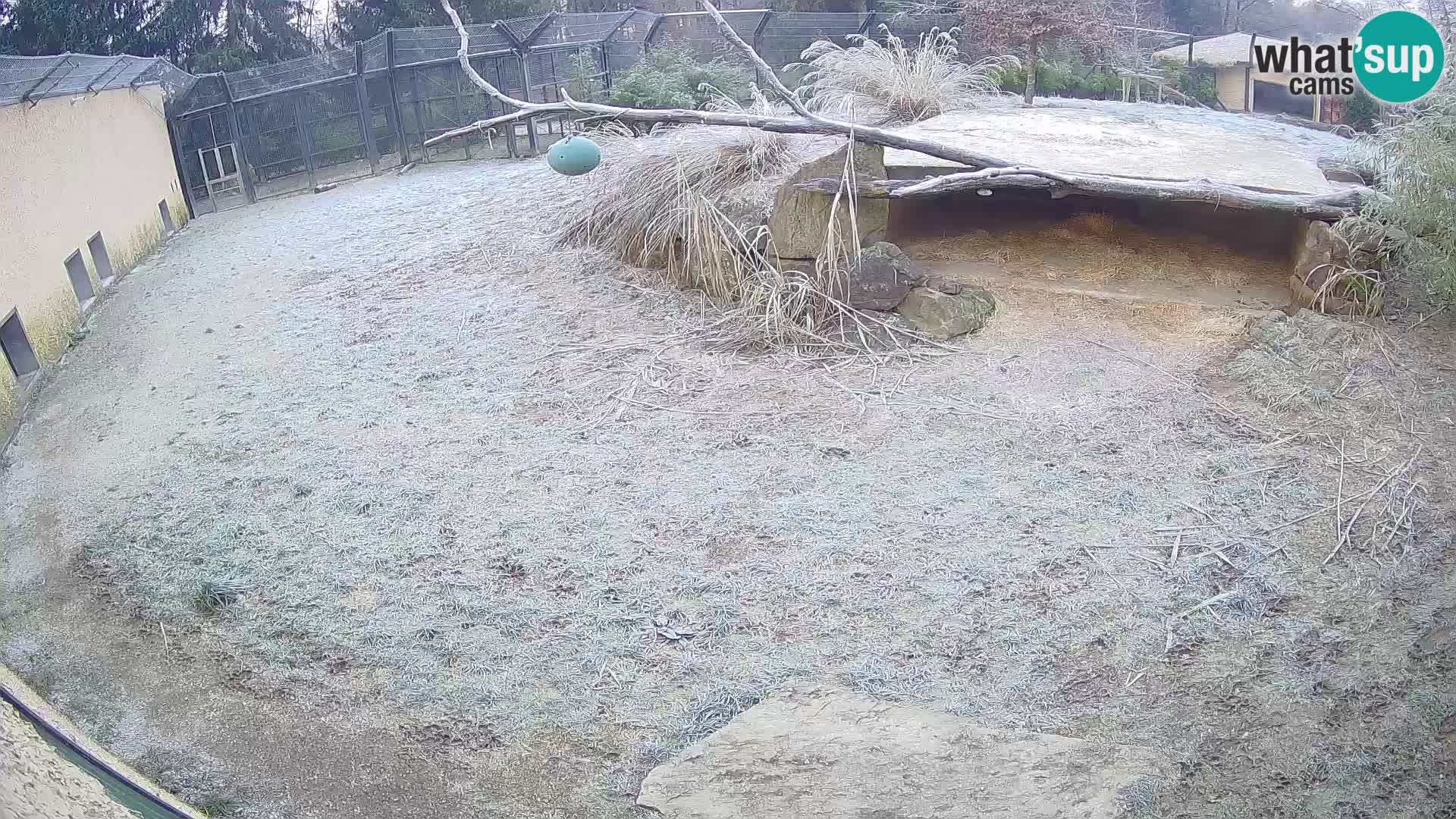 LION live Webcam in Ljubljana Zoo – Slovenia