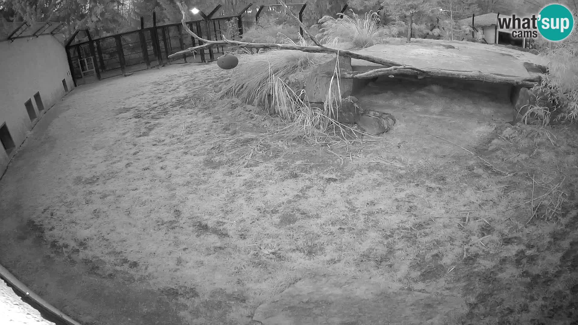 LION webcam en direct du zoo de Ljubljana – Slovénie