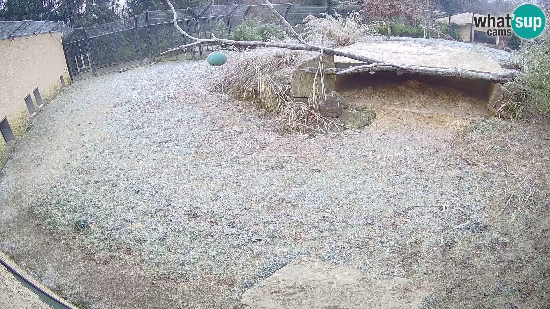 LION webcam en direct du zoo de Ljubljana – Slovénie