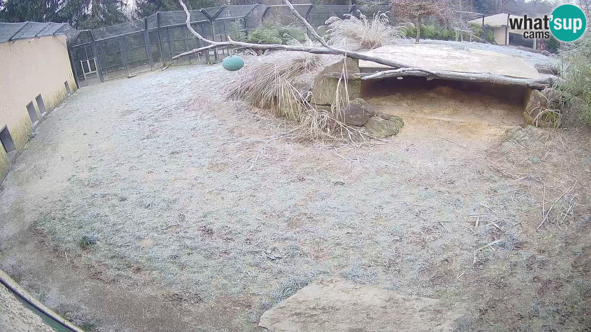 LEONE live Webcam nello zoo di Lubiana – Slovenia