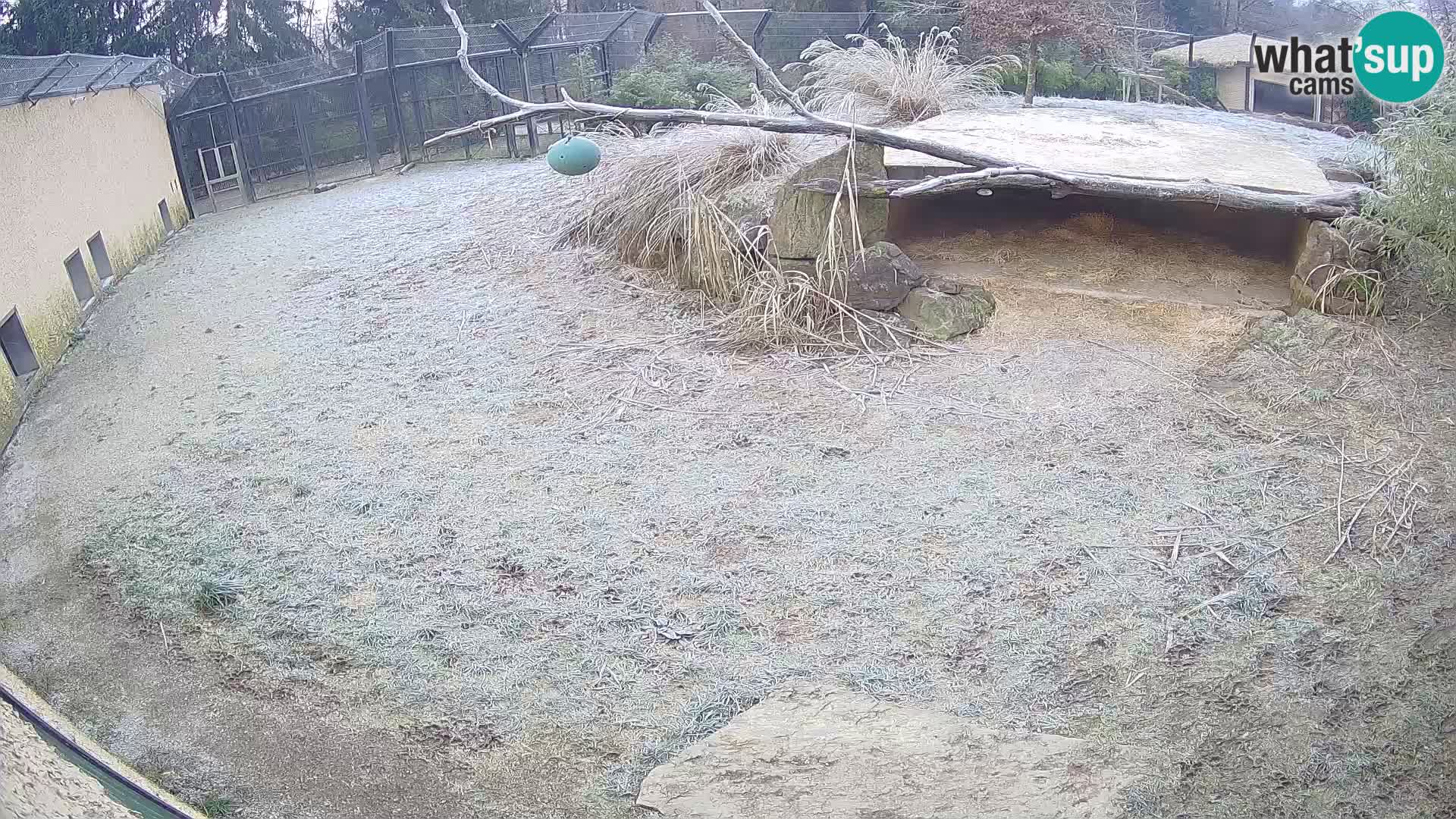 Löwe live Webcam im Zoo von Ljubljana – Slowenien