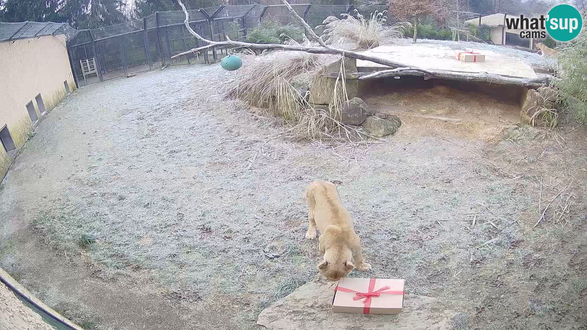 LEONE live Webcam nello zoo di Lubiana – Slovenia