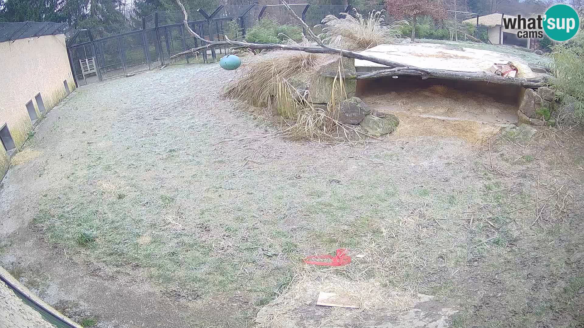 LEONE live Webcam nello zoo di Lubiana – Slovenia