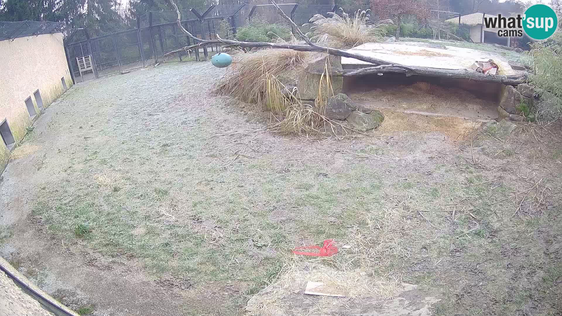 LEON Webcam en vivo en Ljubljana Zoo – Eslovenia