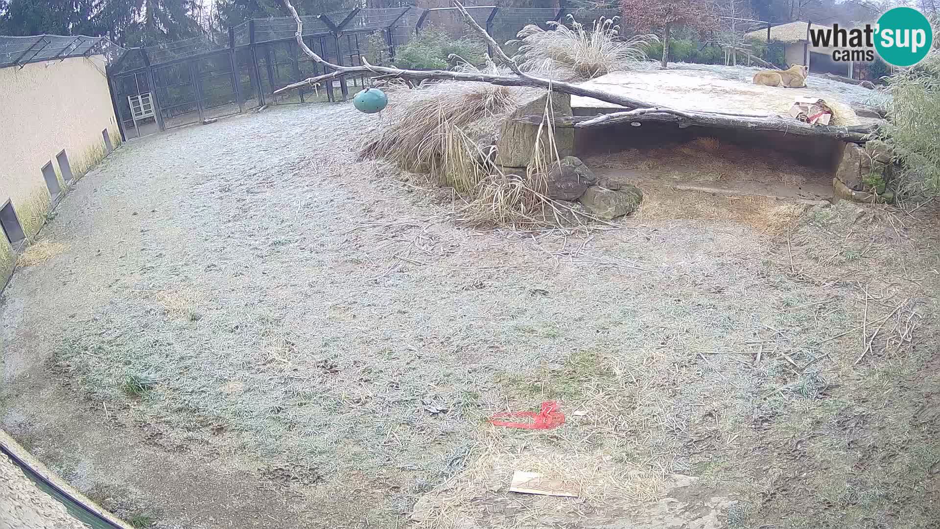 LION webcam en direct du zoo de Ljubljana – Slovénie