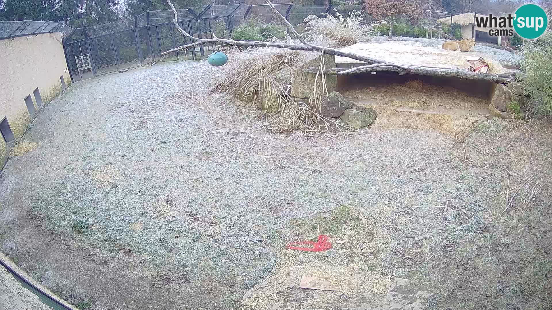 LEONE live Webcam nello zoo di Lubiana – Slovenia