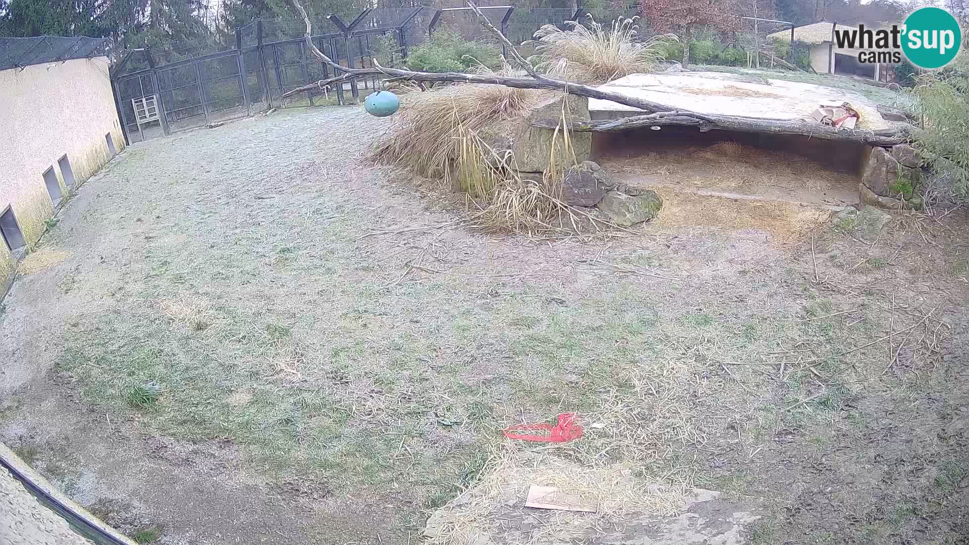 LEONE live Webcam nello zoo di Lubiana – Slovenia