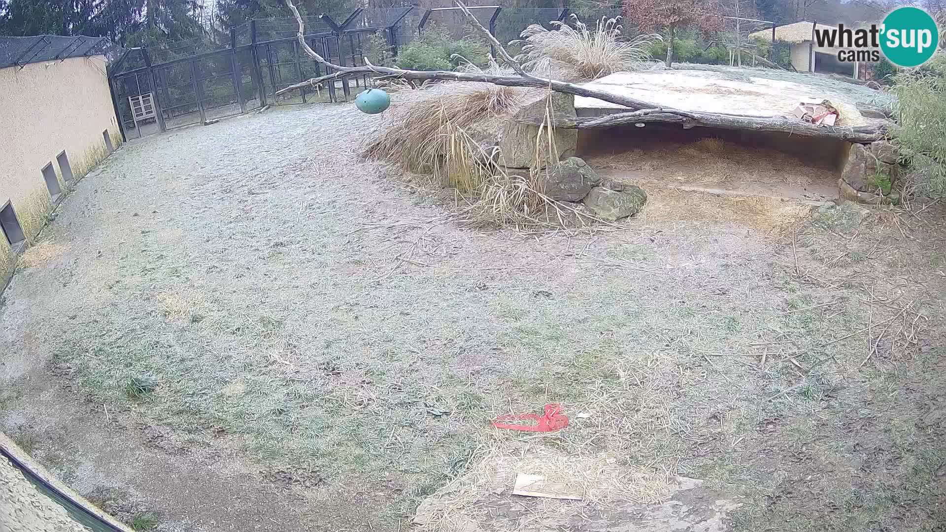 Löwe live Webcam im Zoo von Ljubljana – Slowenien