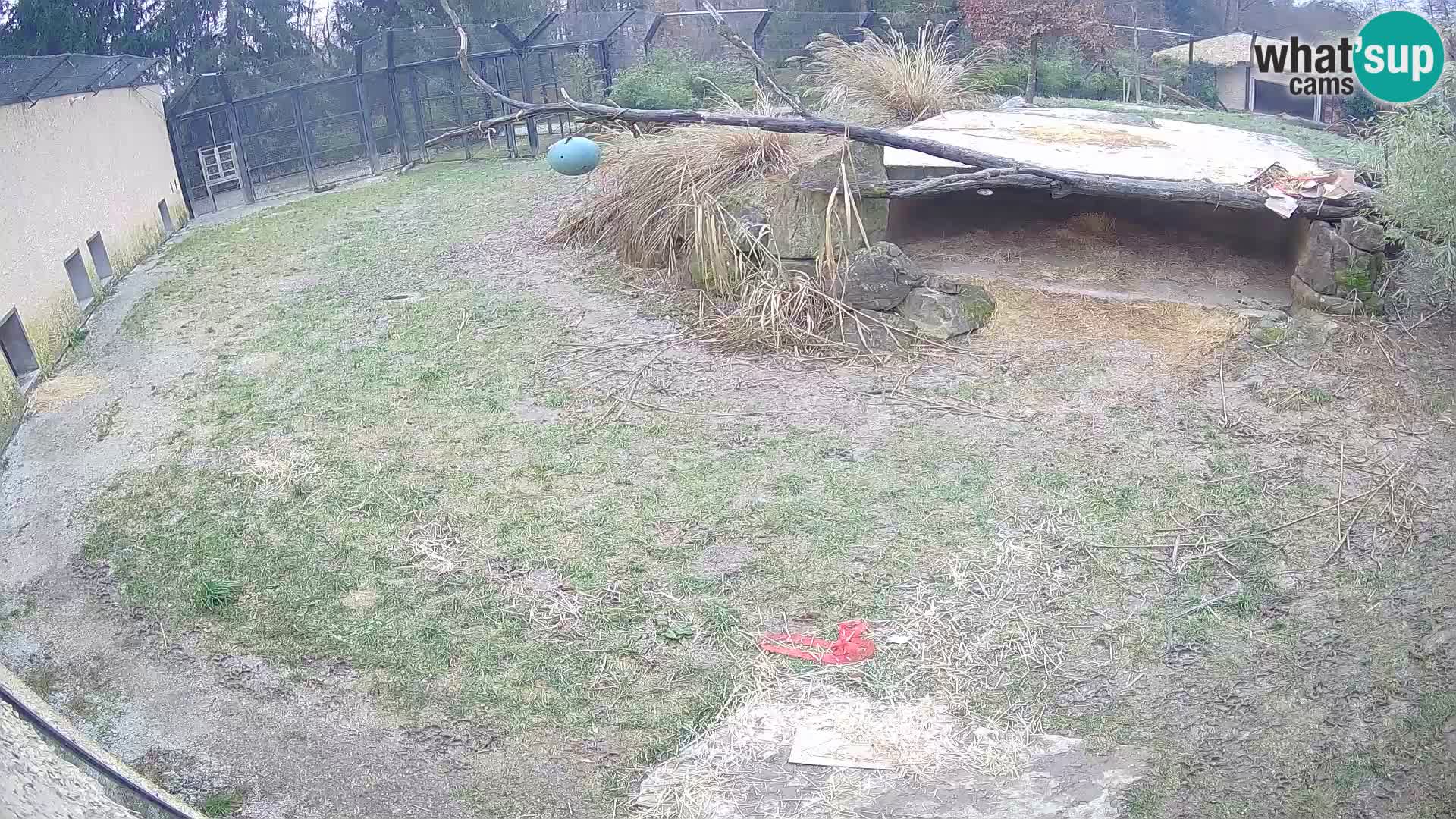 LION webcam en direct du zoo de Ljubljana – Slovénie