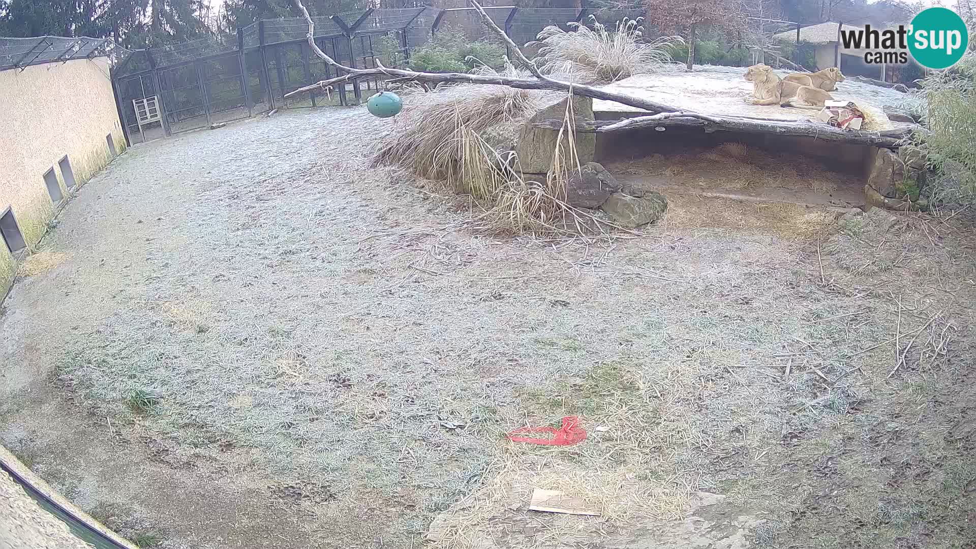 LION webcam en direct du zoo de Ljubljana – Slovénie