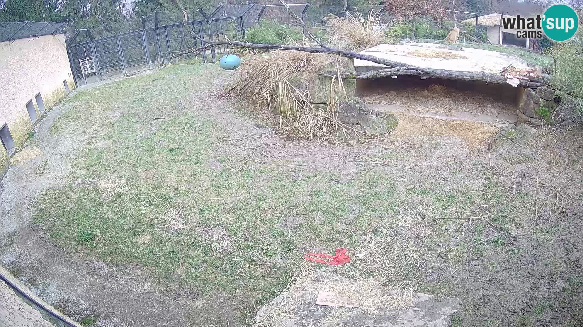 LEONE live Webcam nello zoo di Lubiana – Slovenia