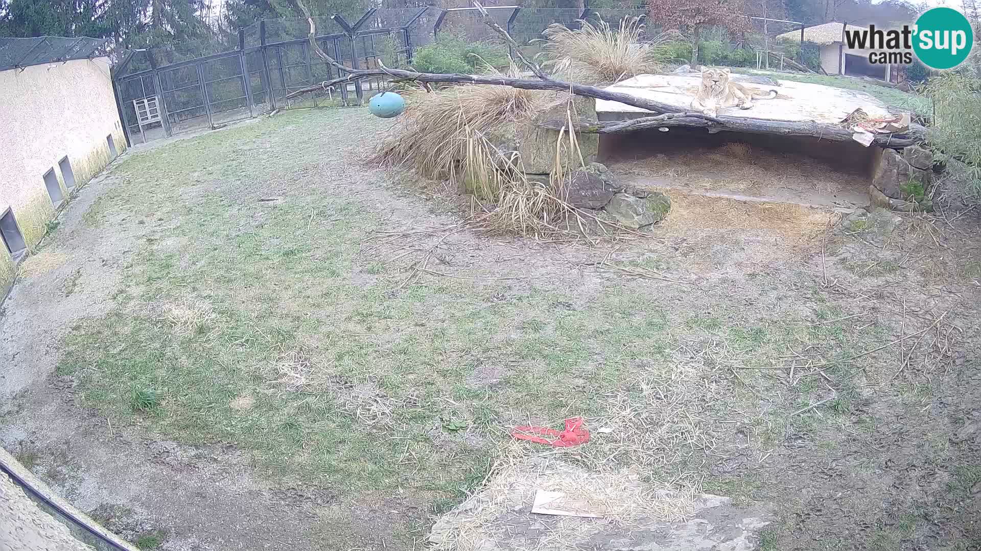 LEONE live Webcam nello zoo di Lubiana – Slovenia