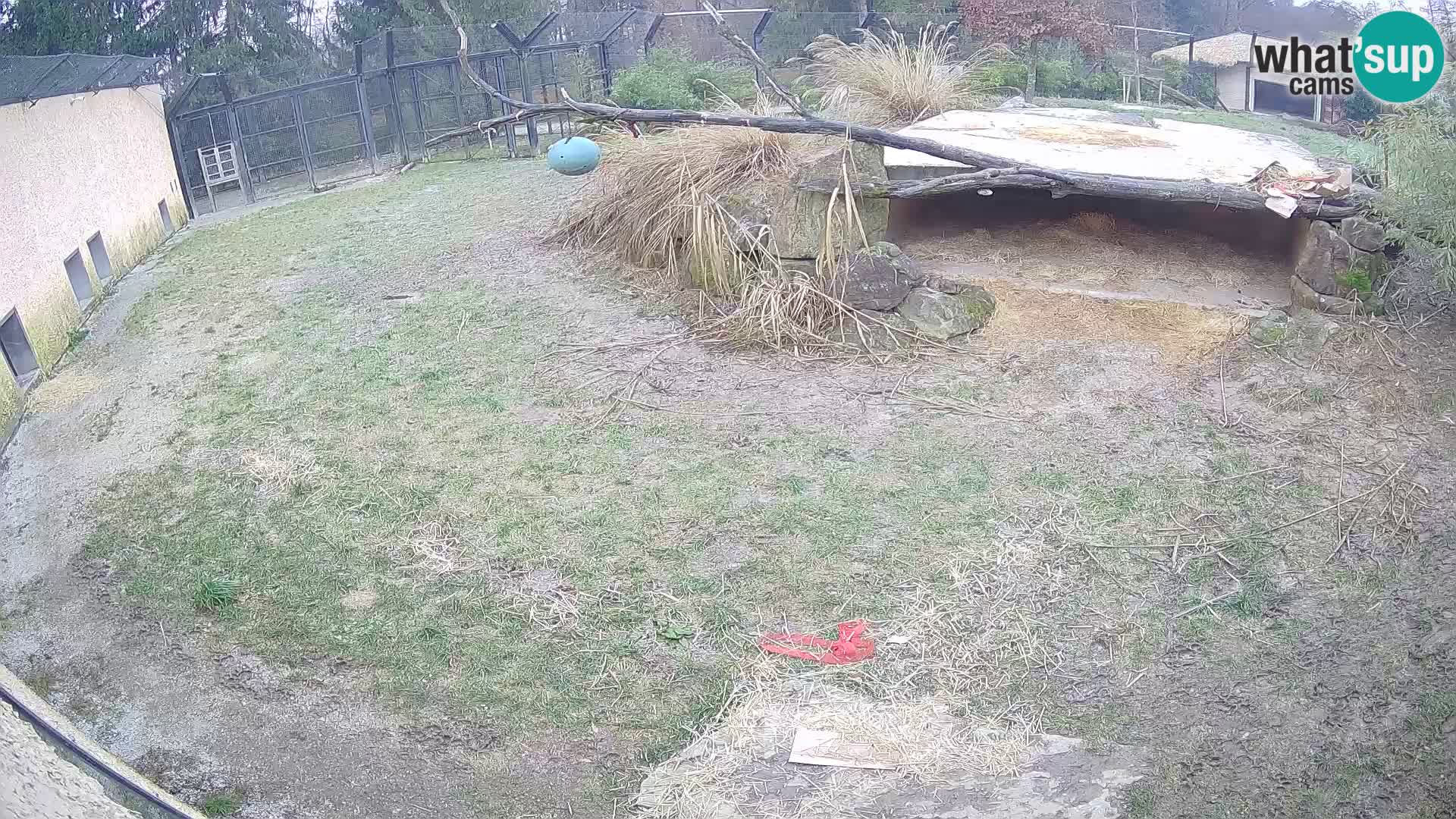 LION webcam en direct du zoo de Ljubljana – Slovénie