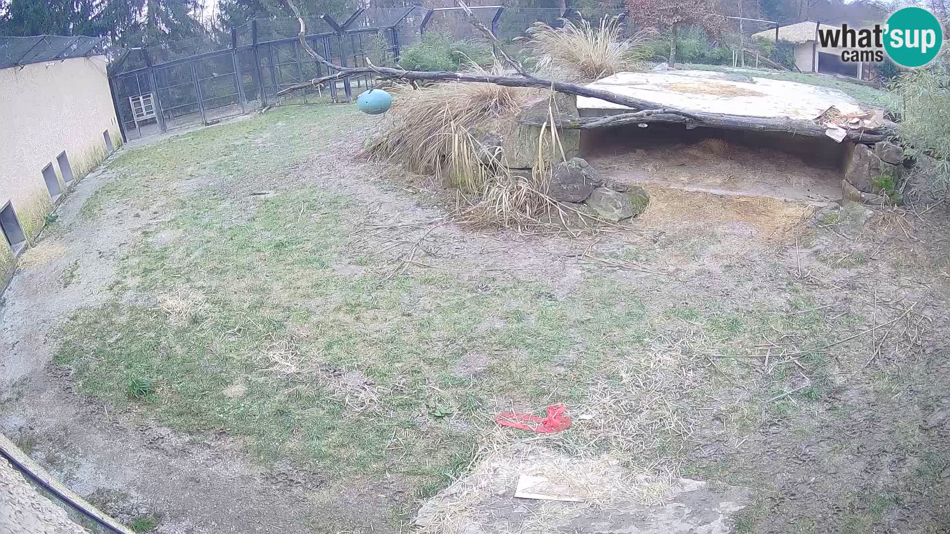 LEONE live Webcam nello zoo di Lubiana – Slovenia