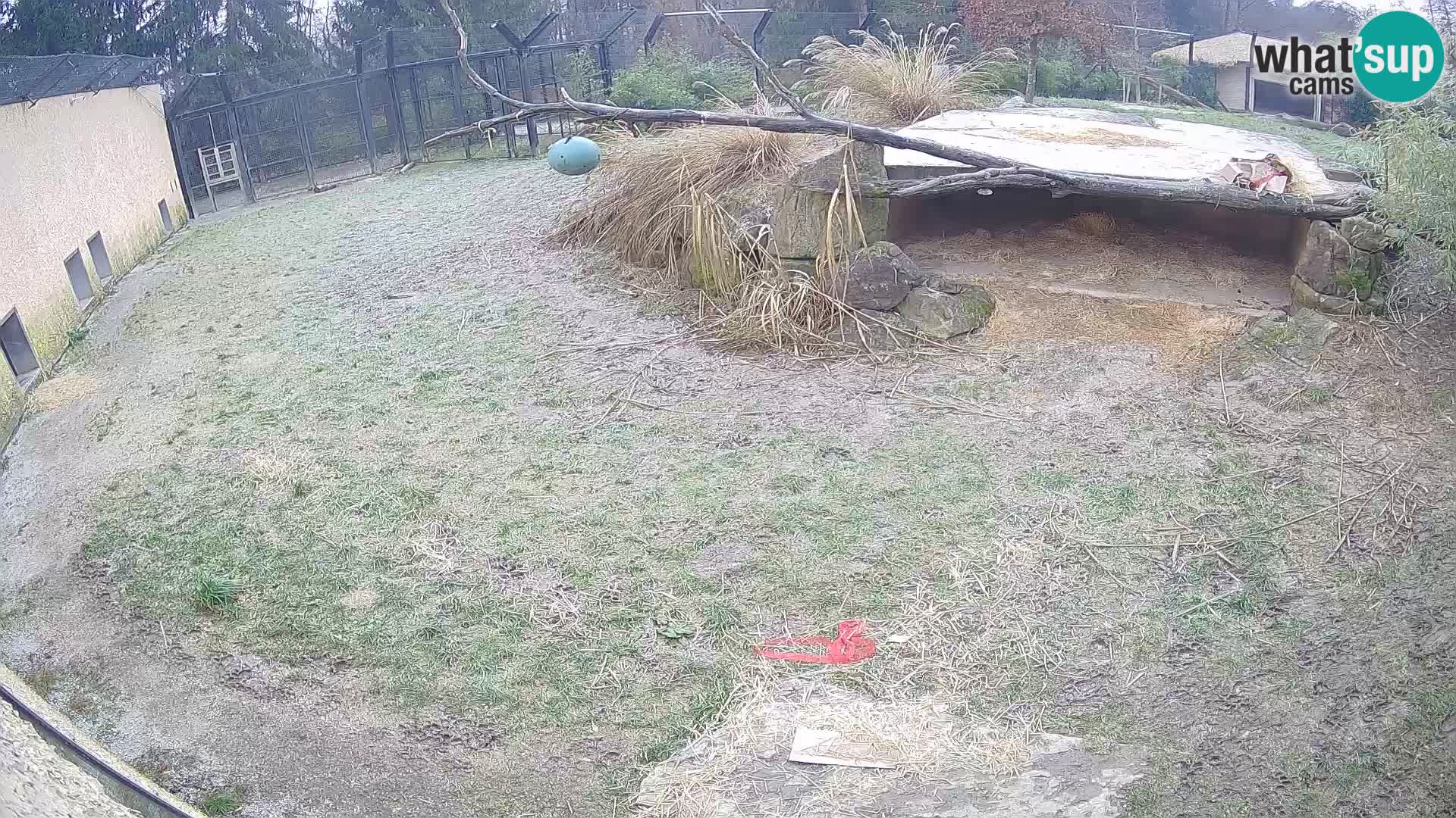 LEONE live Webcam nello zoo di Lubiana – Slovenia