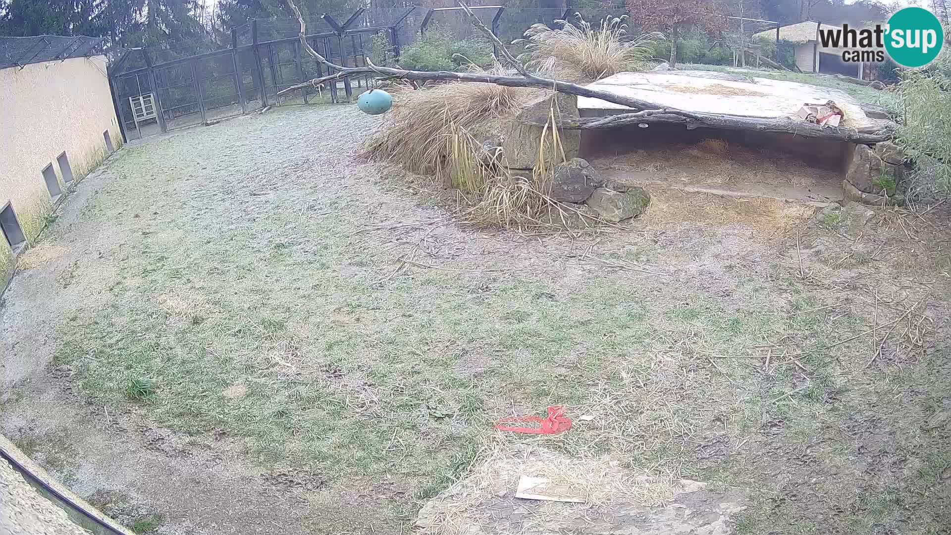 LION webcam en direct du zoo de Ljubljana – Slovénie