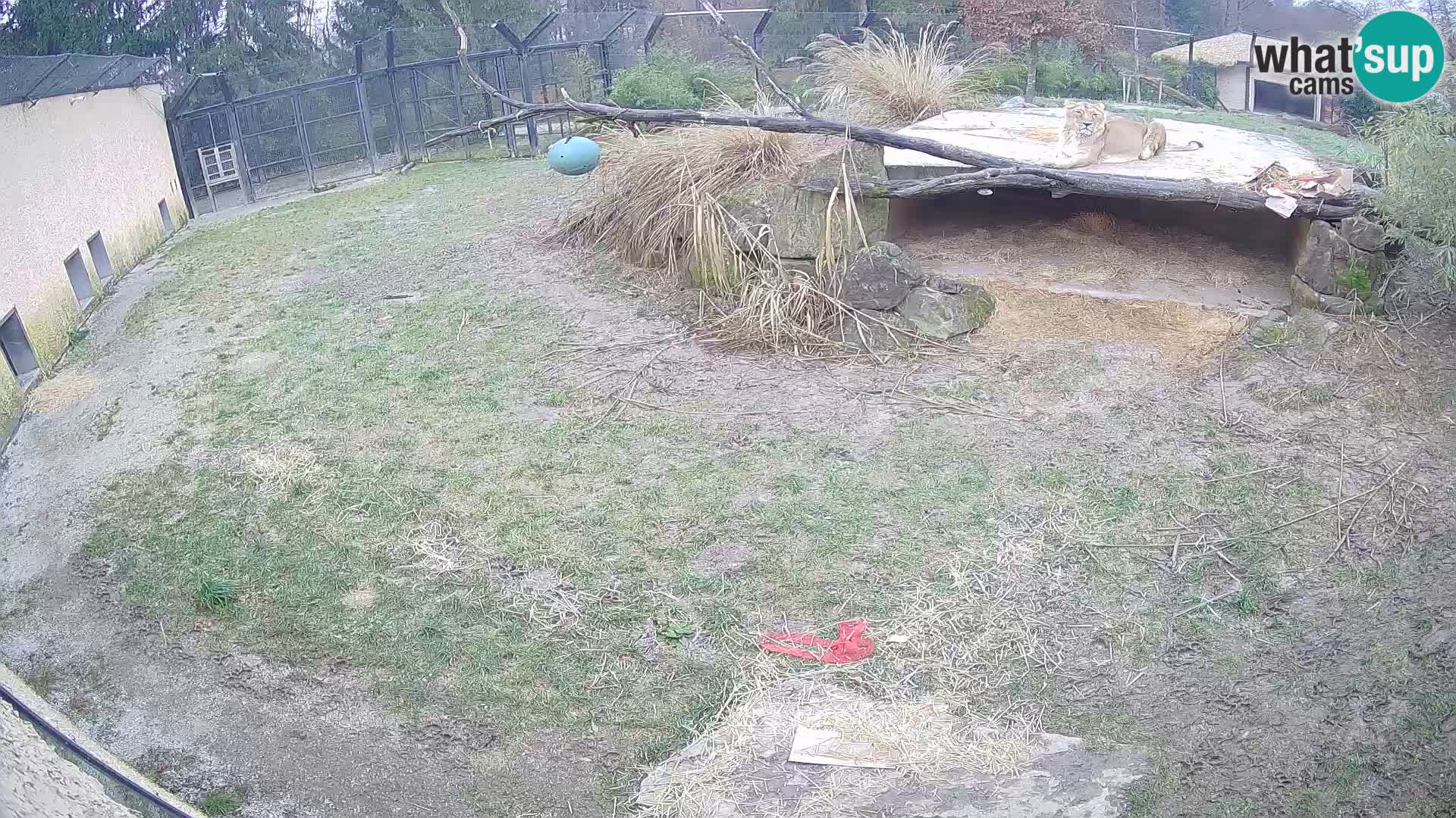 LEONE live Webcam nello zoo di Lubiana – Slovenia