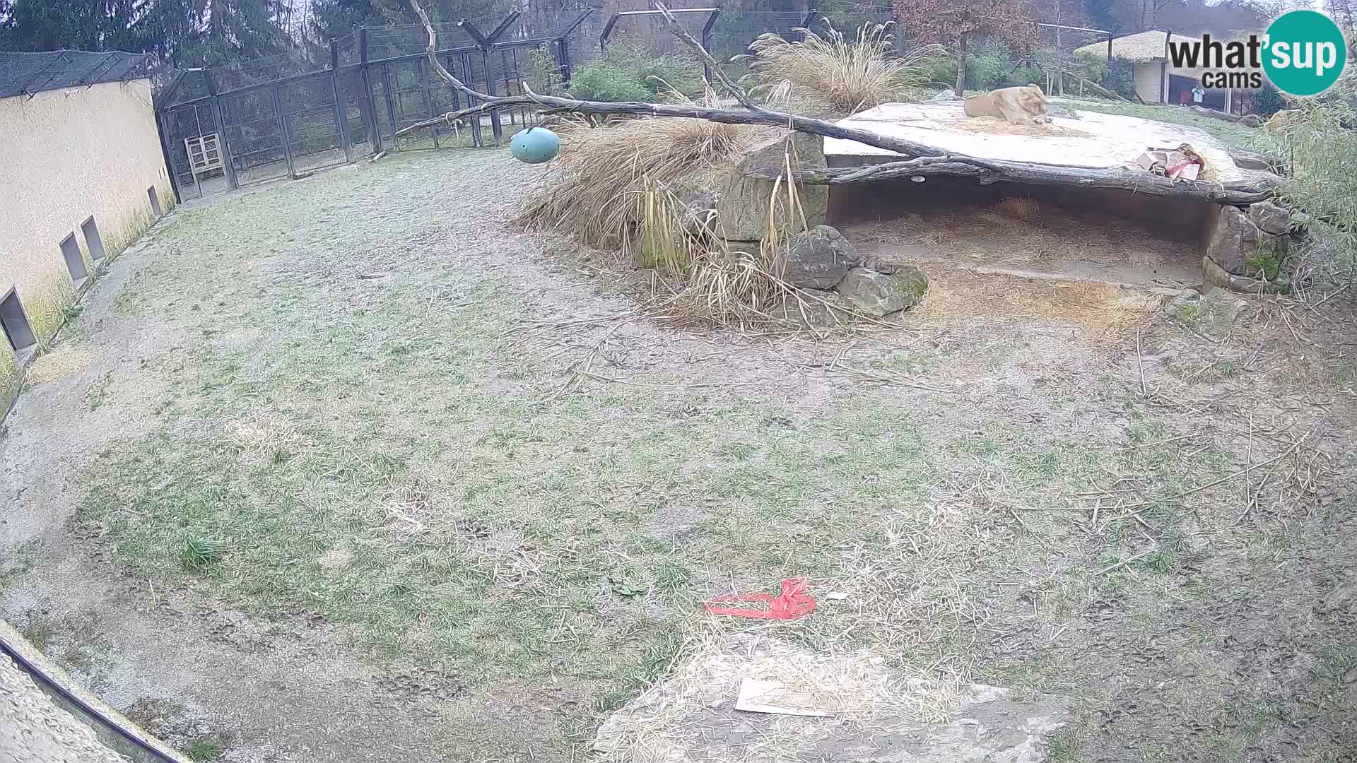 LEONE live Webcam nello zoo di Lubiana – Slovenia