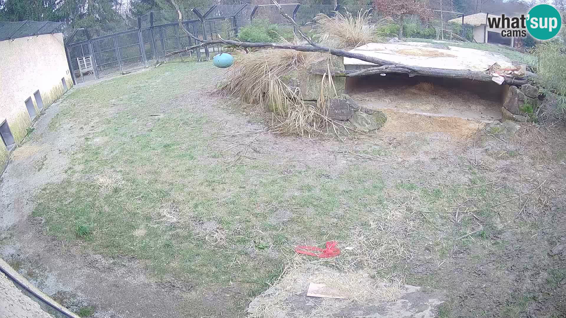 LION webcam en direct du zoo de Ljubljana – Slovénie