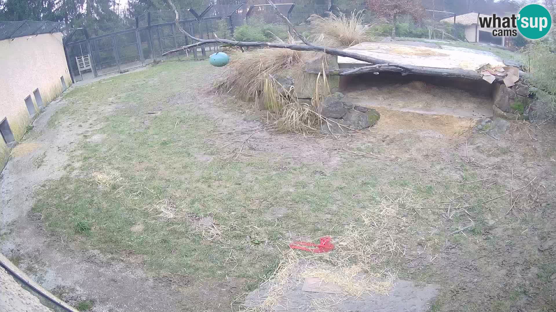 Löwe live Webcam im Zoo von Ljubljana – Slowenien