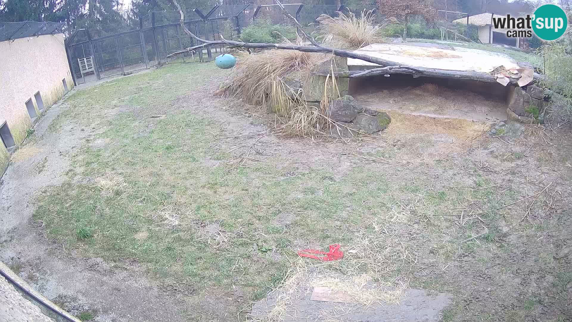 LEON Webcam en vivo en Ljubljana Zoo – Eslovenia