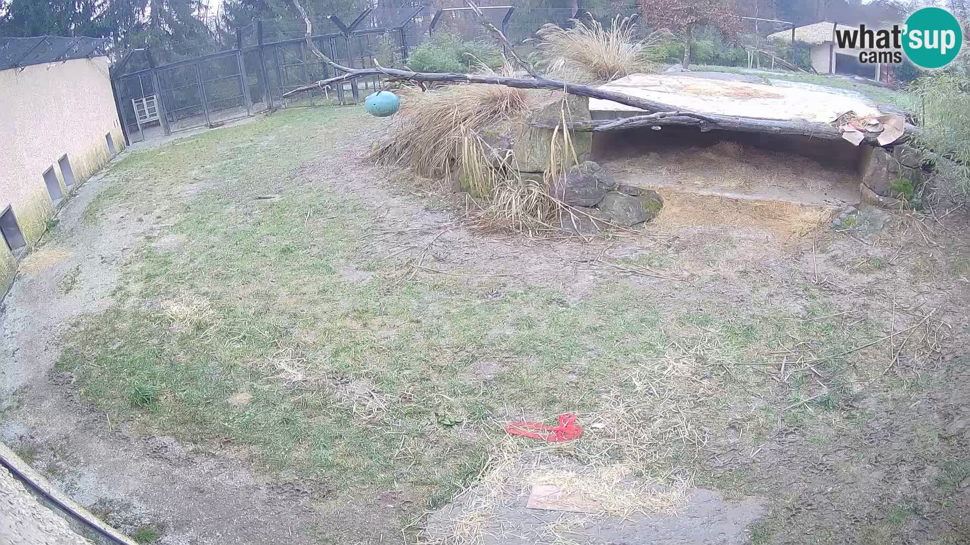 LEON Webcam en vivo en Ljubljana Zoo – Eslovenia