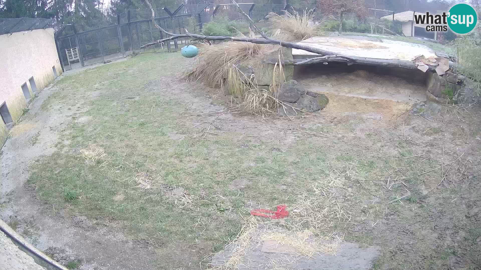 LEON Webcam en vivo en Ljubljana Zoo – Eslovenia