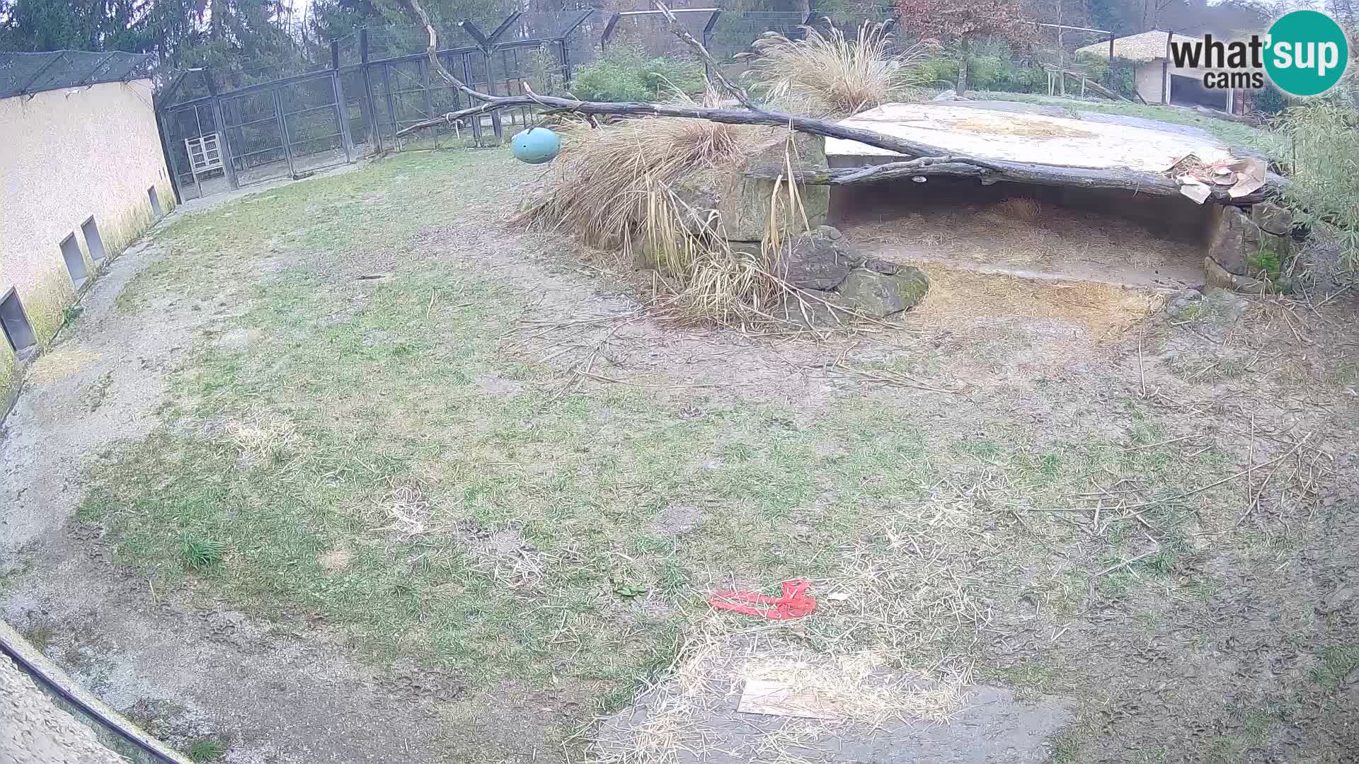 LEONE live Webcam nello zoo di Lubiana – Slovenia